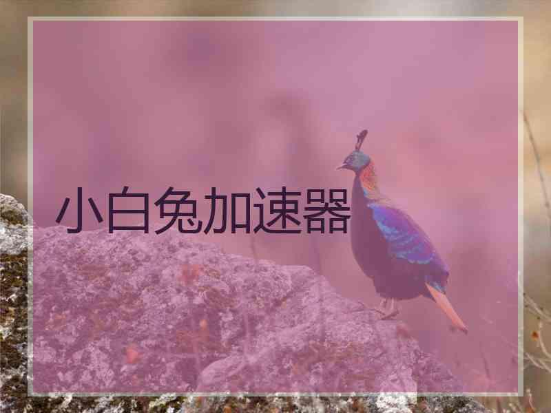 小白兔加速器