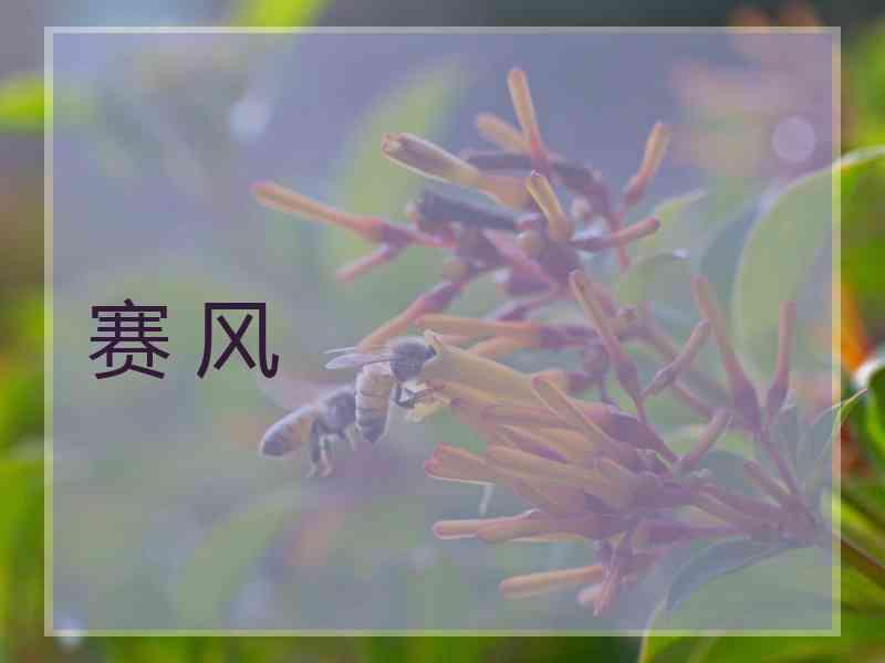 赛 风