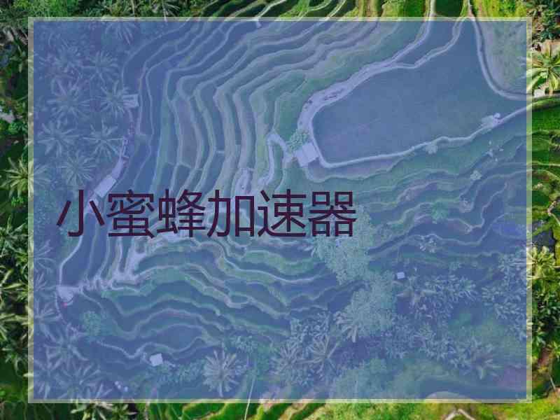 小蜜蜂加速器