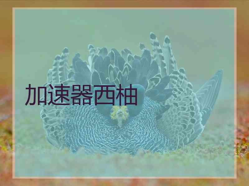 加速器西柚