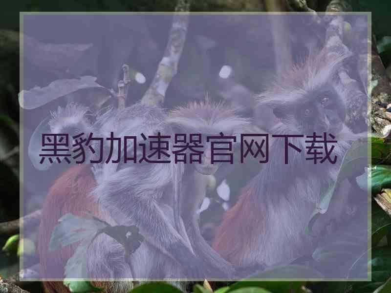 黑豹加速器官网下载